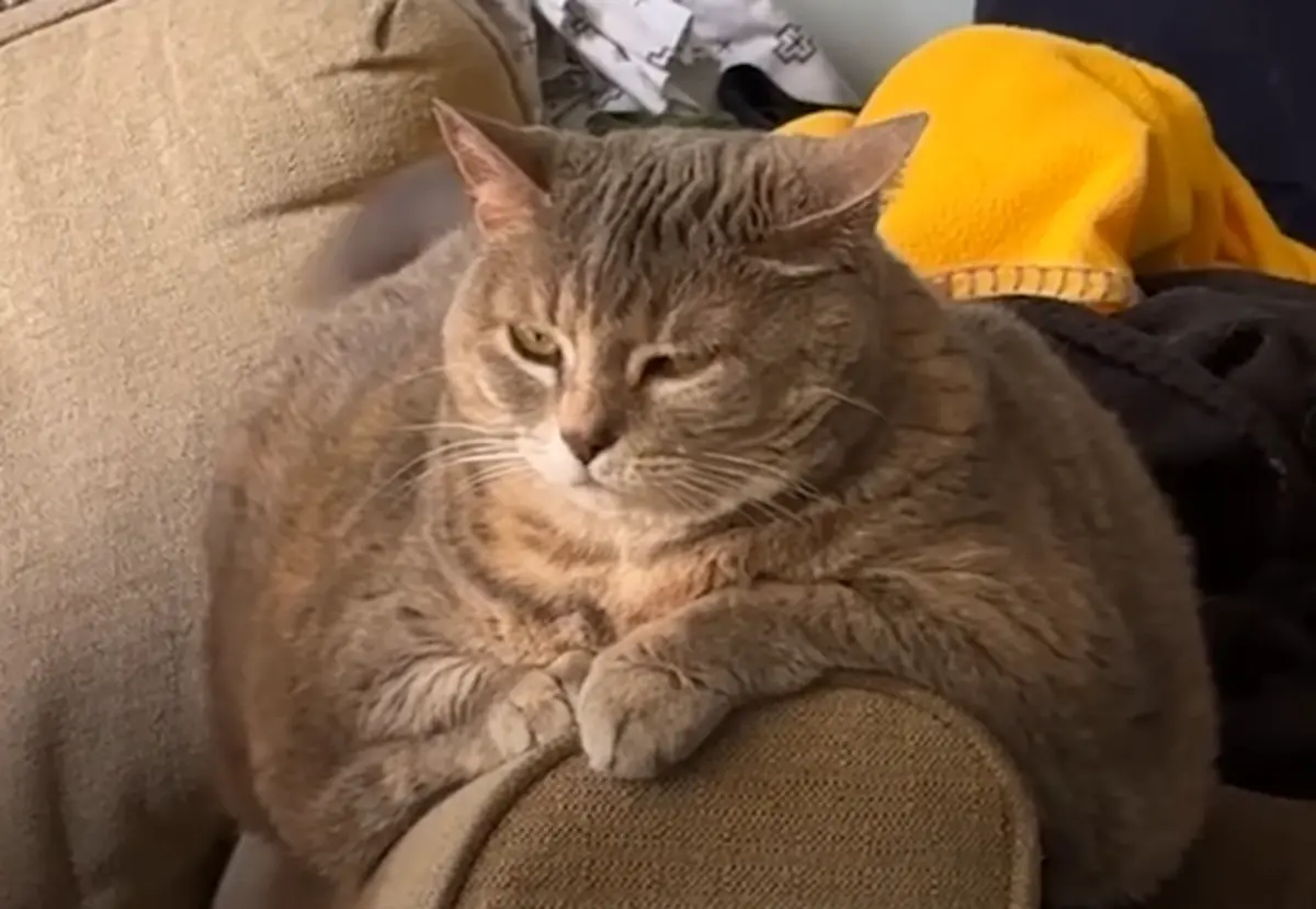 ▲流浪貓「柏莎」（Bertha），曾一度胖到13.6公斤，坐上沙發肥肉都會下垂。（圖／IG@franks.potato.farm）