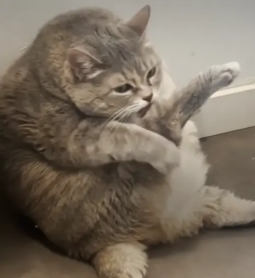 ▲柏莎開始減肥之後，終於可以舔到腳毛。（圖／IG@franks.potato.farm）