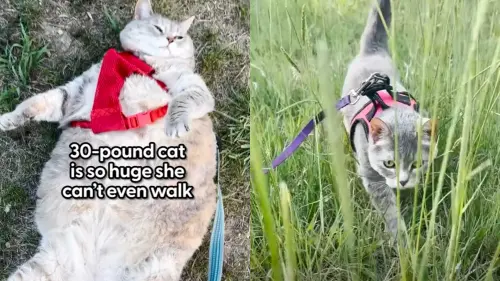 ▲柏莎2年前剛開始減肥的模樣（左），對比2年後瘦身成功的現況(右)。（圖／IG@franks.potato.farm）