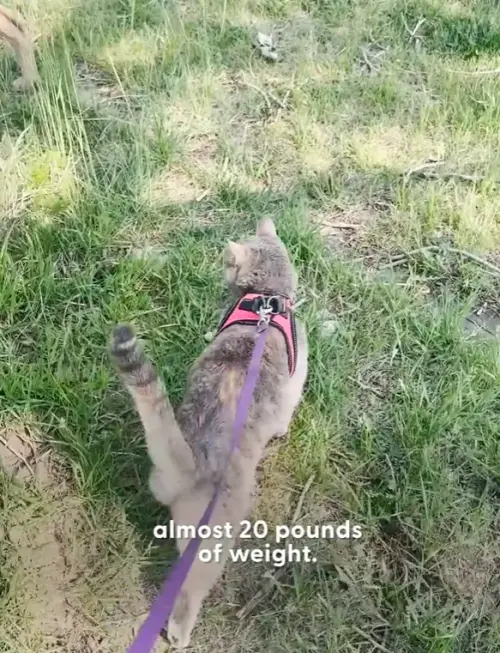 ▲瘦身成功的柏莎已經愛上散步。（圖／IG@franks.potato.farm）