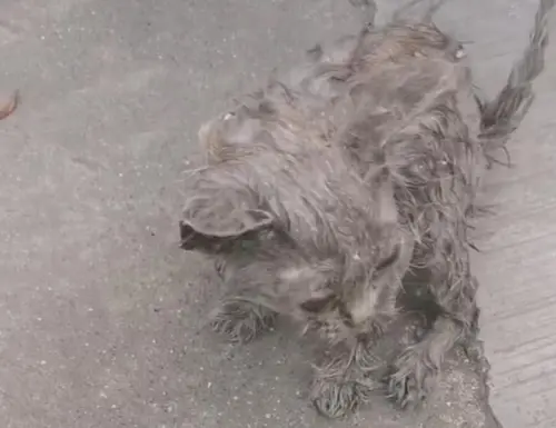 路邊出現「會走路的髒抹布」！半年後越長越怪　朋友一查：賺大了
