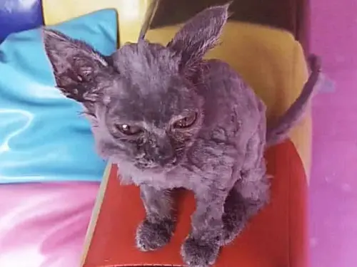 ▲（圖／搜狐）