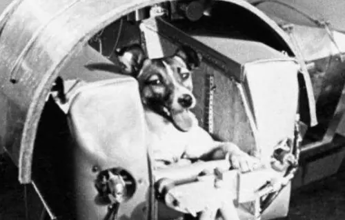 蘇聯的太空狗萊卡,是最早進入地球軌道的動物。(圖/資料畫面) ▲蘇聯的太空狗萊卡,是最早進入地球軌道的動物。(圖/資料畫面)