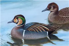 日本公布機場鳥擊「最危險鳥類」！4年暴增12萬隻　3機場特別注意