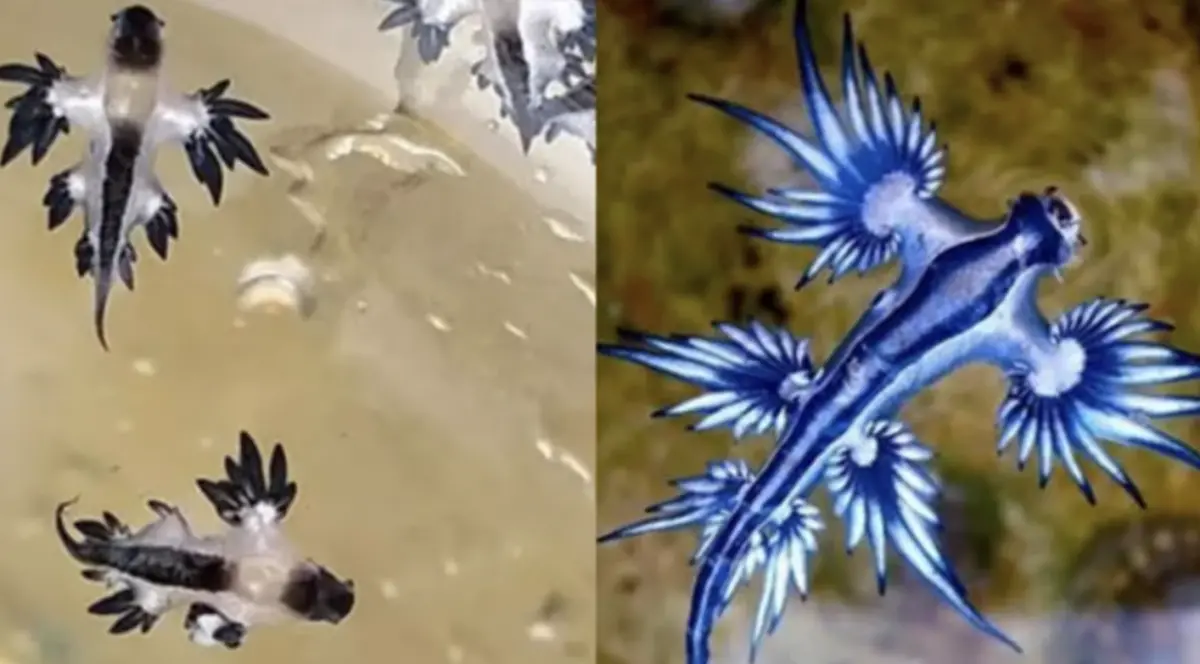 ▲長相奇異美麗的「藍龍」海蛞蝓藏有劇毒，近期出現在泰國普吉島海邊。（圖／翻攝自曼谷郵報）