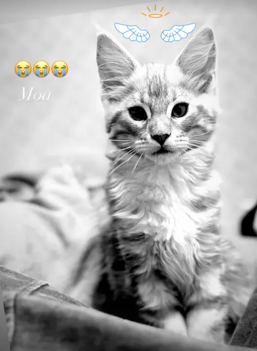 ▲劉雨柔不捨愛貓MOA猝逝,在牠照片加上圖案,表示牠已去當天使。(圖/翻攝自劉雨柔IG) ▲劉雨柔不捨愛貓MOA猝逝,在牠照片加上圖案,表示牠已去當天使。(圖/翻攝自劉雨柔IG)