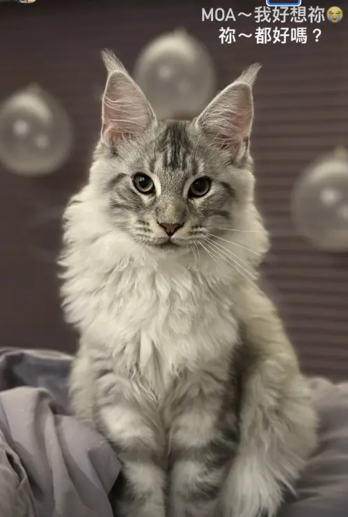 ▲劉雨柔大讚MOA很貼心,讓她和老公都沒辦法接受牠的離世。(圖/翻攝自劉雨柔IG) ▲劉雨柔大讚MOA很貼心,讓她和老公都沒辦法接受牠的離世。(圖/翻攝自劉雨柔IG)
