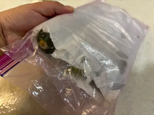 ▲櫛瓜用廚房紙巾包裹再裝進密封袋,可延長保鮮期。(圖/記者徐銘穗攝) ▲櫛瓜用廚房紙巾包裹再裝進密封袋,可延長保鮮期。(圖/記者徐銘穗攝)