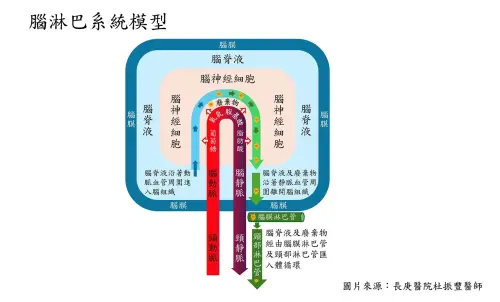 ▲腦淋巴系統作用機制圖。（圖／林口長庚醫院影像診療部杜振豐醫師提供）