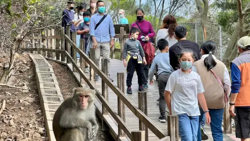 獼猴宣導好有梗！創意設計大賽宣導人猴共存
