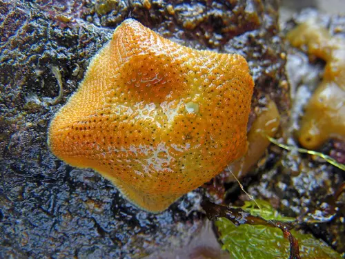 ▲塔斯馬尼亞胎生海星（圖／Threatened Species Commissioner臉書）