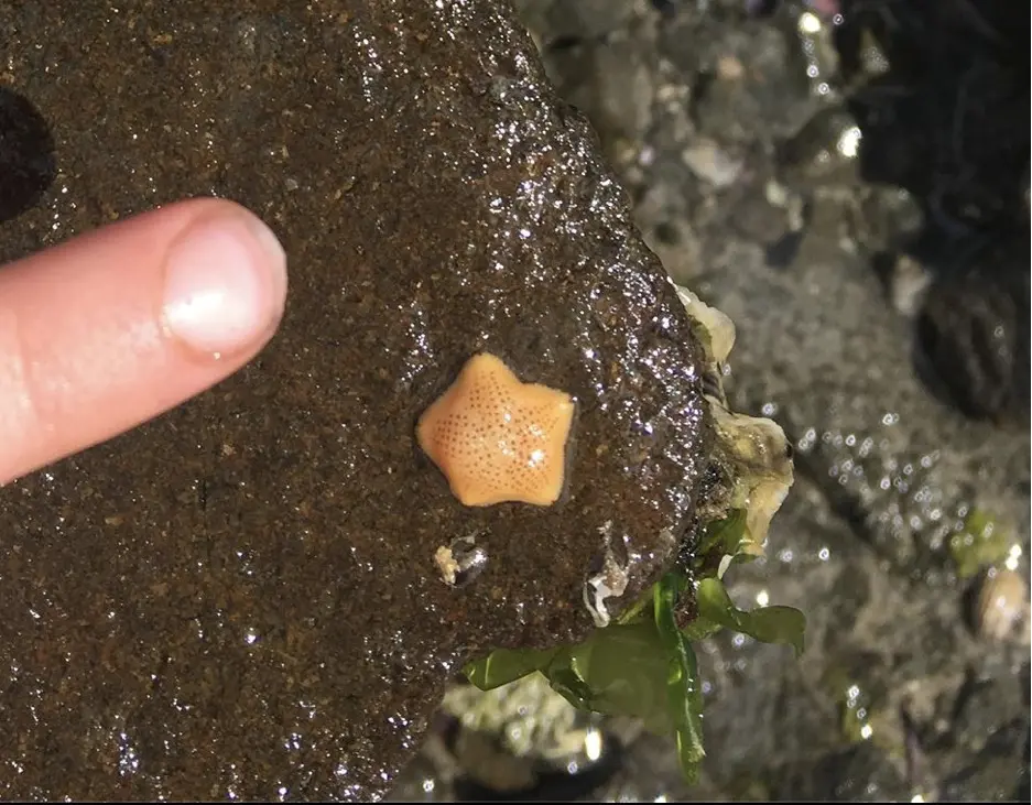 ▲澳洲瀕危物種專員在海邊撿到「一塊橘子皮」，沒想到其真實身分竟是澳洲國寶級海洋生物「塔斯馬尼亞胎生海星」（Tasmanian live-bearing sea star）。（圖／Threatened Species Commissioner臉書）