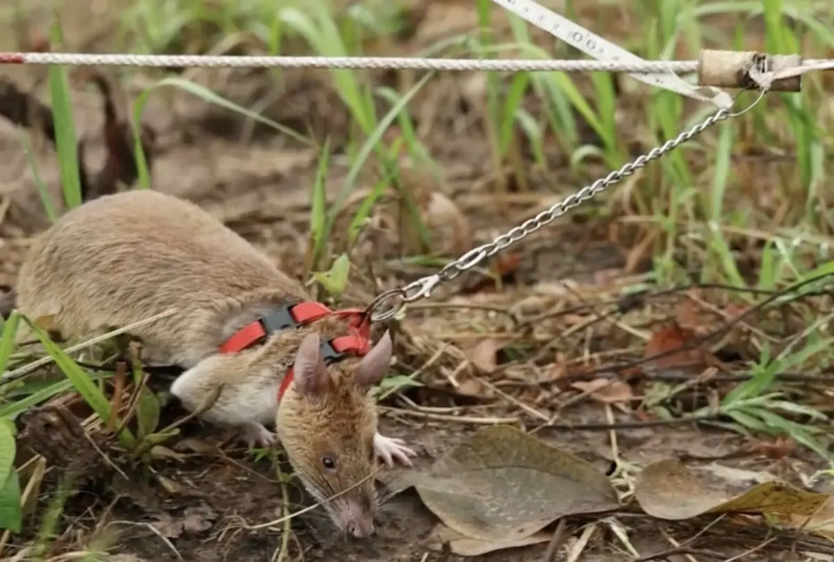 ▲柬埔寨掃雷專家引進甘比亞巨鼠協助排雷。（圖／美聯社／達志影像）
