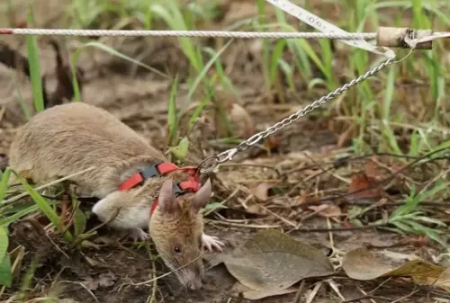 影／巨鼠助除雷110萬枚！柬埔寨靠動物清除地雷　狗和老鼠成戰友
