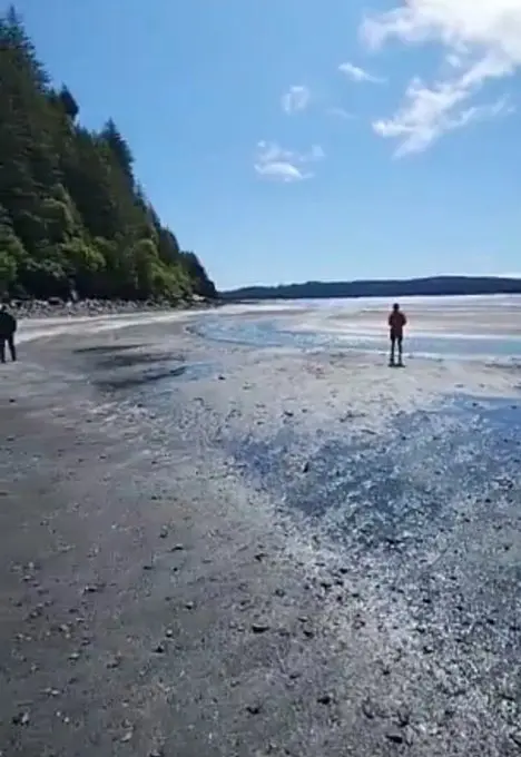 ▲阿拉斯加當地時間16日發生規模7.3地震，有網友拍到海岸海水退潮的畫面，當地氣象局發佈海嘯警報後證實有出現海嘯。（圖／翻攝自X）