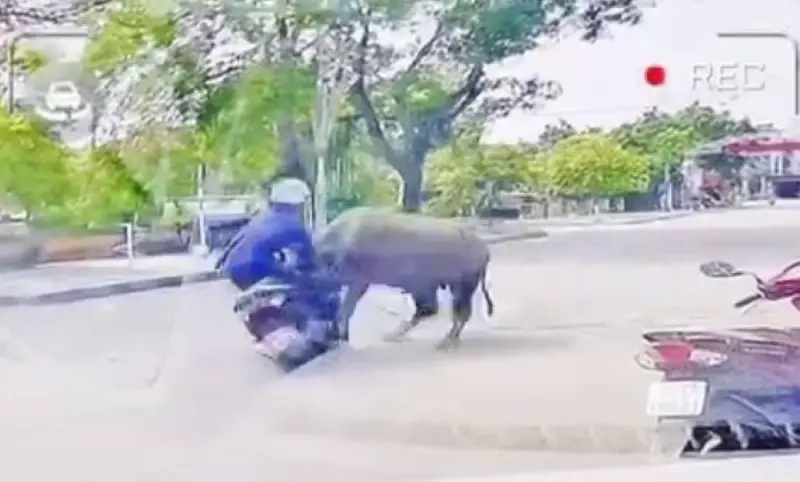▲一頭300公斤重的脫逃公水牛突然暴衝，一名騎機車的女子遭猛烈撞擊後倒地不起。（圖／翻攝自影片）