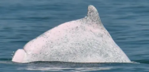 白海豚僅剩50隻　國際學者籲：不積極保育5年內恐滅絕
