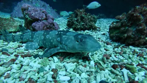 ▲今年暑期主打展示之一「條紋狗鯊」是擁有「貓咪性格」的鯊魚。(圖/屏東海生館提供) ▲今年暑期主打展示之一「條紋狗鯊」是擁有「貓咪性格」的鯊魚。(圖/屏東海生館提供)