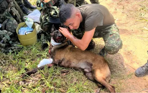 爆炸造成山森一隻前腳嚴重受傷幾乎炸爛,儘管劇痛難耐,牠仍拖著嚴重傷勢努力爬行,最終成功回到牠的夥伴貝雷尼奧下士的身邊。 ▲爆炸造成山森一隻前腳嚴重受傷幾乎炸爛,儘管劇痛難耐,牠仍拖著嚴重傷勢努力爬行,最終成功回到牠的夥伴貝雷尼奧下士的身邊。