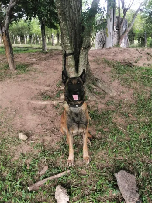 山森這次找出了藏在民用道路的炸彈,讓村民免於炸彈威脅,間接拯救了無數性命。(圖/Ejército Nacional de Colombia) ▲山森這次找出了藏在民用道路的炸彈,讓村民免於炸彈威脅,間接拯救了無數性命。(圖/Ejército Nacional de Colombia)