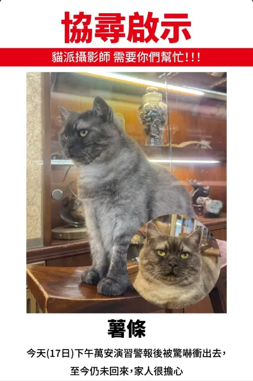 ▲迪化街知名貓店長「薯條」驚傳走失，店家緊急公布協尋通知，希望民眾若發現薯條蹤跡可以緊急回報給他們。（圖／貓咪也瘋狂俱樂部臉書）