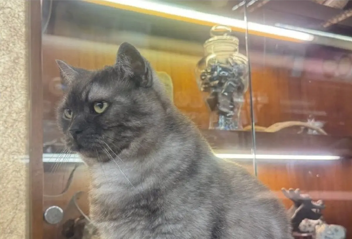 ▲迪化街貓店長「薯條」昨日因被防空演習警報驚嚇，突然從店內跑出去，至今尚未回家，店家著急發布協尋消息，希望民眾可以提供目擊情報。（圖／貓咪也瘋狂俱樂部臉書）