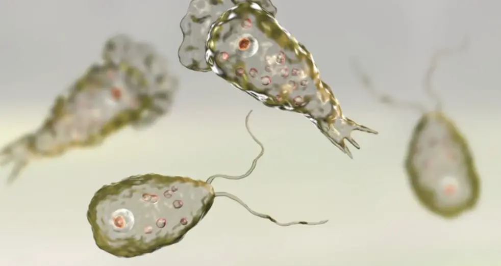 ▲泰國清邁⼤學醫學院警告，到⾃然⽔域時，要⼩⼼感染致命的「食腦變形蟲」（Naegleria fowleri）。（圖／翻攝⾃iccsafe.org）