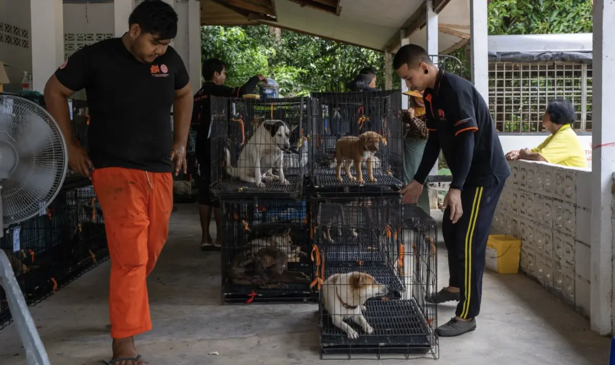 ▲泰國普吉島打造「無狂⽝病」成效顯著。（圖／翻攝⾃The Thaiger）