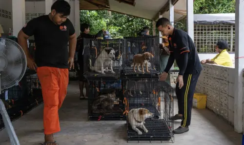 打造「無狂⽝病」旅遊島！泰國普吉島靠這招讓流浪狗變安全
