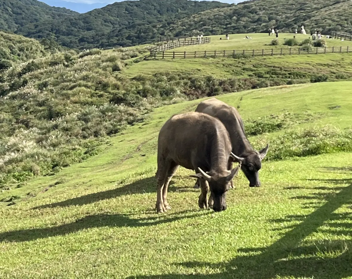 ▲中國山西五台山有遊客遭牛群圍攻，景區表示，有許多遊客對牛有挑釁、不文明行為。示意圖，非當事牛。（圖／記者陳政嘉攝）