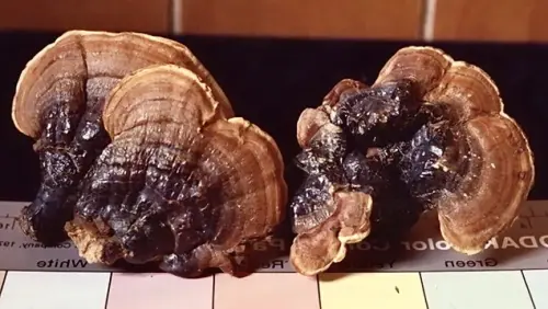 ▲「2025亞洲生技大展」蘑法生技現場將展示其在外泌體原料應用上的最新成果。（圖／翻攝畫面） 