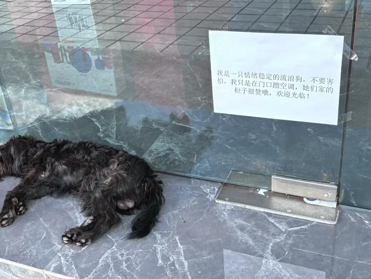 浪汪蹭冷氣遭投訴！家具行霸氣「貼公告」吸朝聖 萬人讚：狗來富