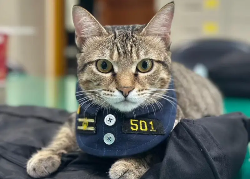 ▲台中貓警長「伍丼么」近期正式退休。（圖／翁子派出所臉書）