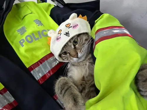 ▲伍丼么正式從貓咪警長身分退休,並已經在新家展開全新貓生,享受當主子的完美生活。(圖/翁子派出所臉書) ▲伍丼么正式從貓咪警長身分退休,並已經在新家展開全新貓生,享受當主子的完美生活。(圖/翁子派出所臉書)