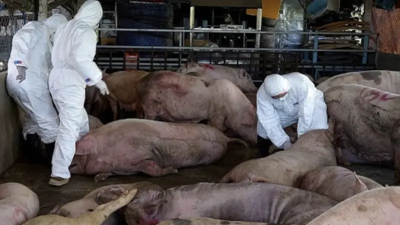 ▲越南中部一名女子日前被當場查獲運送感染非洲豬瘟的病豬，準備送往香腸加工廠。（圖／翻攝自越南廣義省警局）