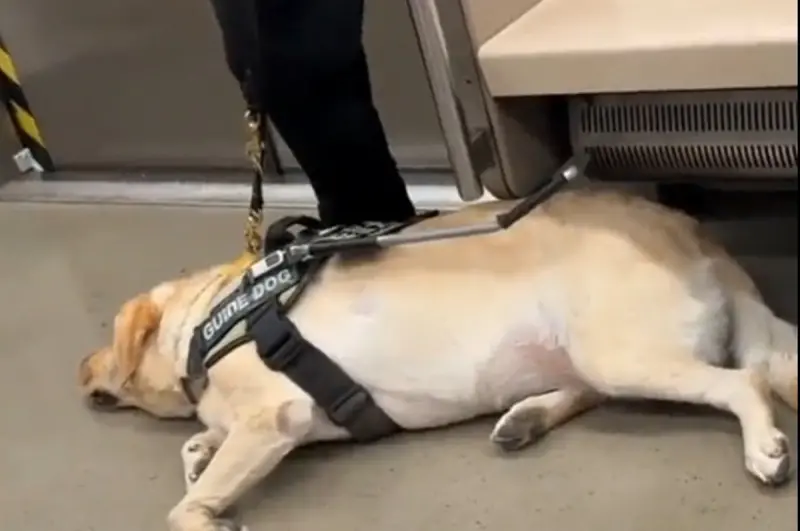 ▲大陸有隻導盲犬搭乘北京地鐵時躺地休息，下秒卻聽到廣播「1關鍵字」馬上起身，畫面讓眾人看了十分心疼。（圖／翻攝微博）