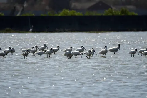 ▲茂正電廠運用科學化管理並結合水位調控技術，讓濕地水鳥數量顯著提升，成為黑面琵鷺等候鳥重要中繼站（圖／星耀能源提供）