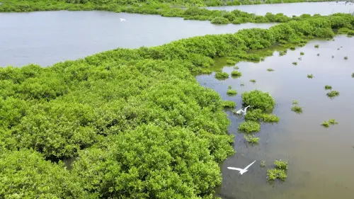▲星耀能源的電廠設計因地制宜的生態共融方案，營造環境共生、自然共存的電廠實例（圖／星耀能源提供）