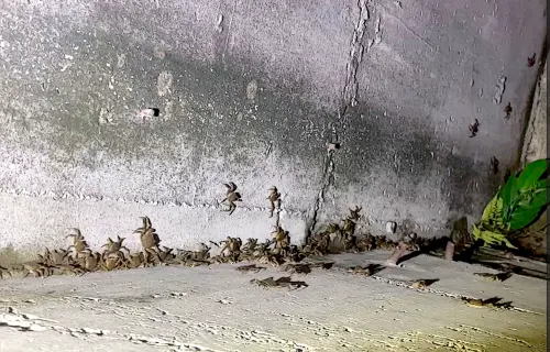 ▲毛蟹大軍正在努力往上游遷徙，準備繁衍下一代。（圖／北市水利局）