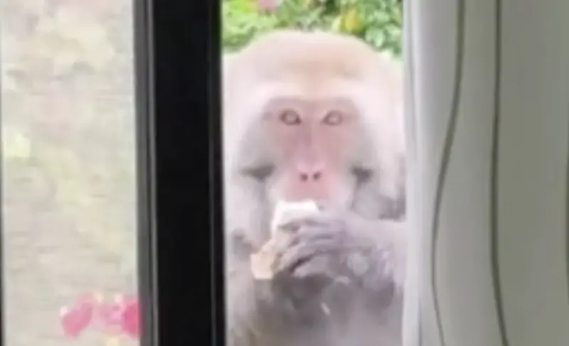 ▲台灣獼猴21日上午潛入台中武陵農場辦公室，不只偷走員工桌上的茶葉蛋，還貼心地關上紗窗，彷彿是在掩蓋自己的犯罪行為。（圖／武陵農場提供）