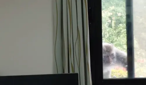 ▲台灣獼猴偷吃還關窗戶（圖／武陵農場提供）