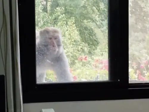 ▲台灣獼猴偷吃還關窗戶（圖／武陵農場提供）