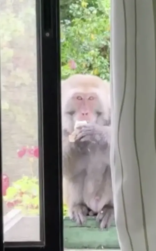 ▲台灣獼猴偷吃還關窗戶（圖／武陵農場提供）