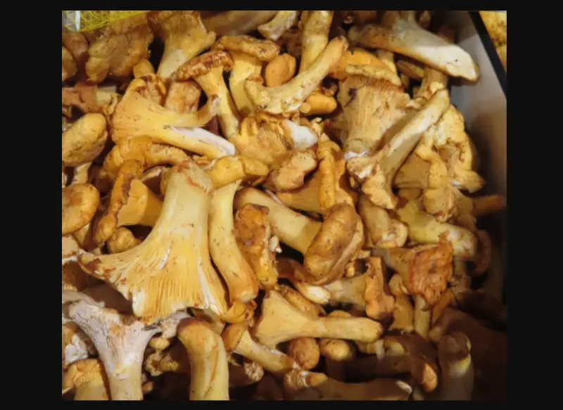 ▲食藥署邊境查驗品項中，自羅馬尼亞進口黃蘑菇被驗出輻射超標。（圖／食藥署提供）