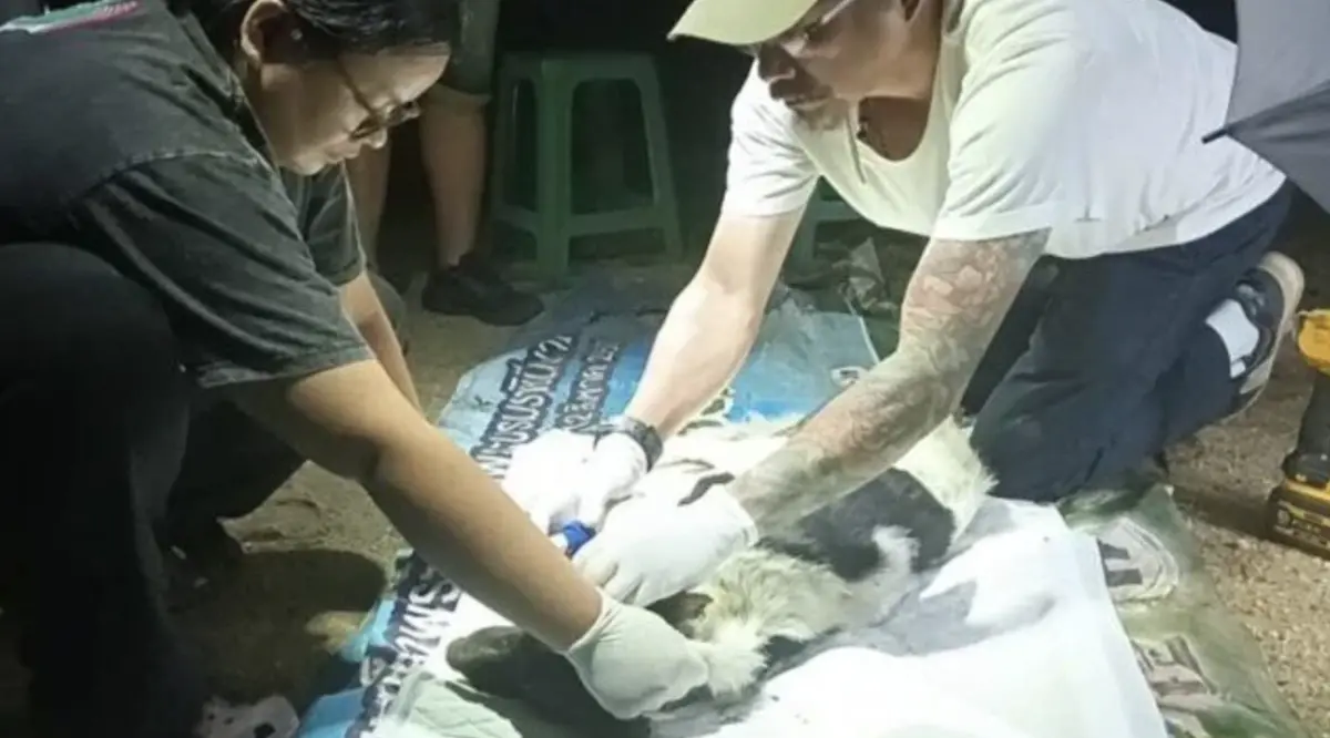 ▲清邁一名法師成功救出兩隻被鐵鍊緊勒到重傷的狗狗。（圖／翻攝自The Thaiger）