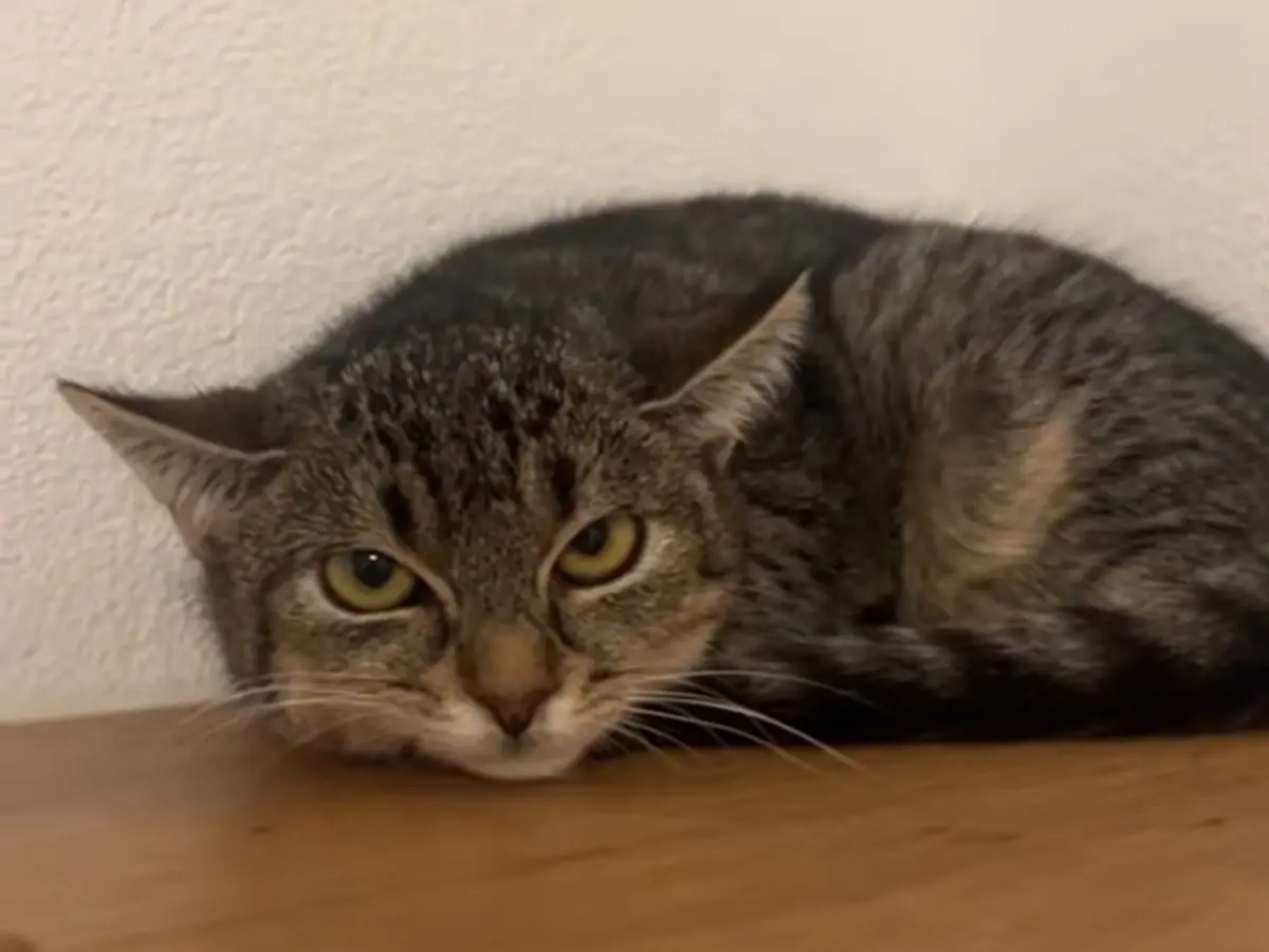 ▲國外一隻虎斑貓每天哭不停，就連獸醫也檢查不出原因，沒想到接手照顧的人「做1件事」意外明白真相。（圖／翻攝TikTok@pawsitiveinfluenc）