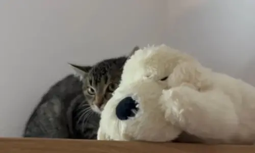 ▲（圖／翻攝TikTok@pawsitiveinfluenc）