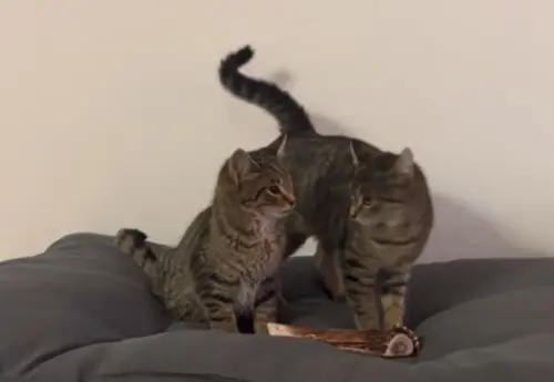 ▲（圖／翻攝TikTok@pawsitiveinfluenc）