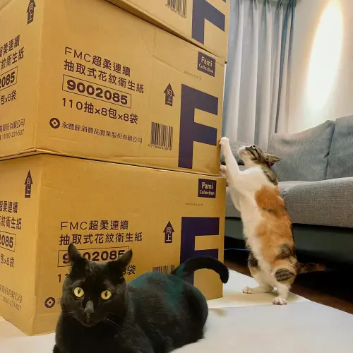 ▲全家衛生紙「買1送3」時，門市能見到整箱搬的民眾，單包不到8元可說是年度最低價。（圖／記者黃韻文攝）