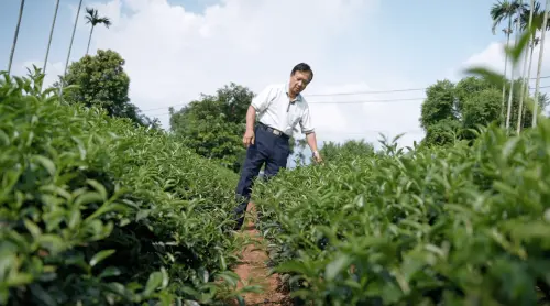 ▲祖傳百年「協興傳統製茶」茶農陳宏彬，帶著NOWNEWS團隊走進他的茶園，語重心長說：「某年六輕發生爆炸意外，我種的茶葉上都是落塵。」（圖／記者王郁勳攝）